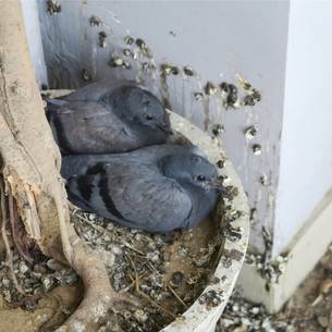example of birds dirty nest