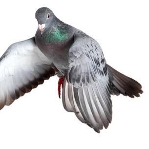 close-up picturee of a Pigeon