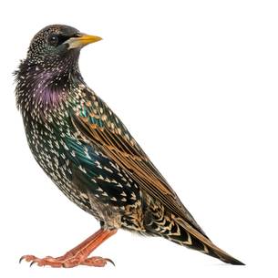 close-up picturee of a Starling