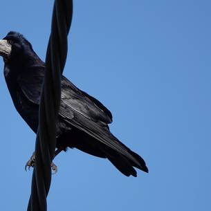 close-up picturee of a Crow