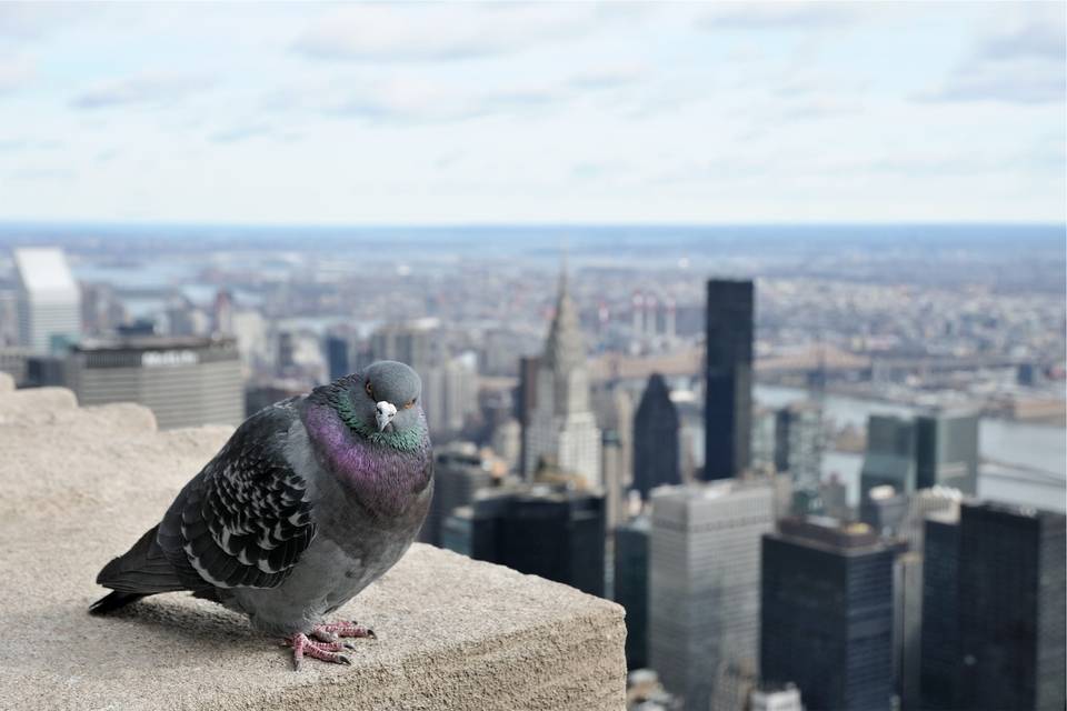 Pigeon on a rooftop in NYC