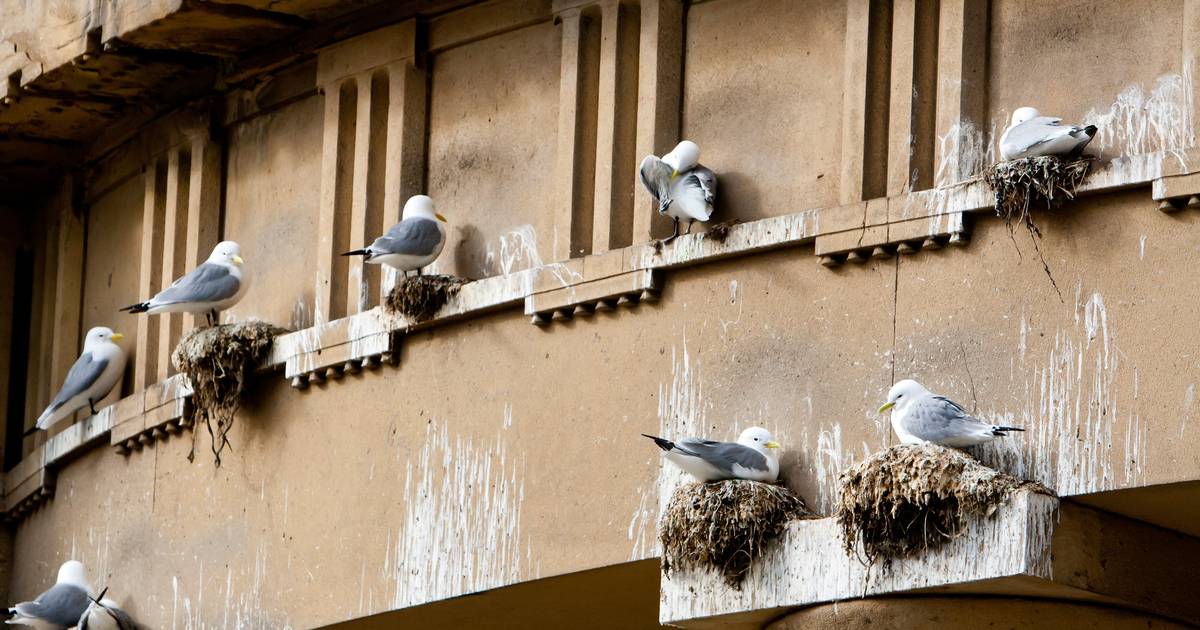 Bird Repellents NJ, NY, CT Birds & Geese Beware, Inc