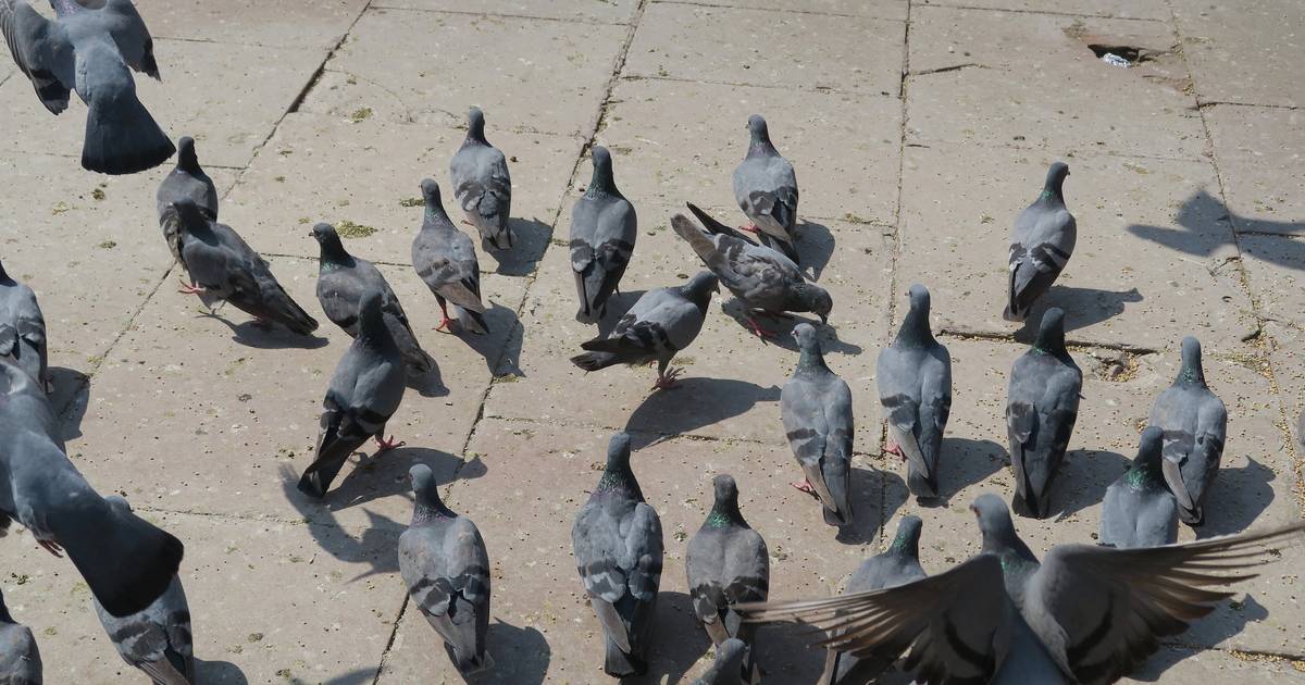 Aromatic Bird Repellents NJ, NY, CT Birds & Geese Beware, Inc