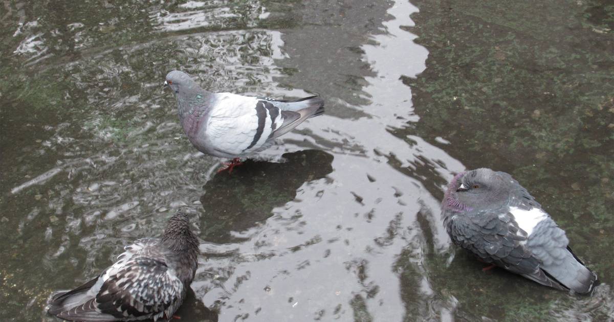 Bird Control Near Me NJ, NY, CT Birds & Geese Beware, Inc