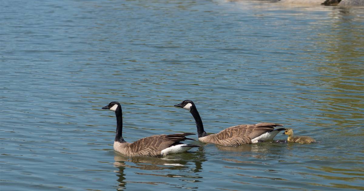 Myths About Canada Geese & Human Health | Birds & Geese Beware, Inc