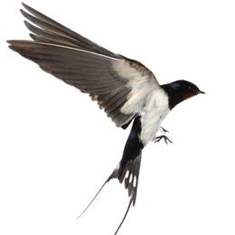 Swallow Bird Species