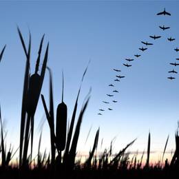 A group of planes flying over a field of reeds.