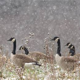 Canadian geese in the snow.