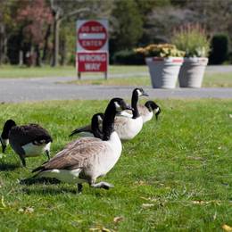 A group of geese walking in the grass near a sign.