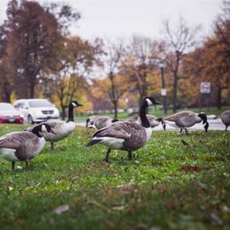 Canadian geese in the park.