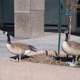 Two canadian geese standing next to a planter in front of a building.