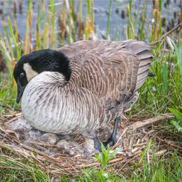 Canadian geese nesting in a grassy area.