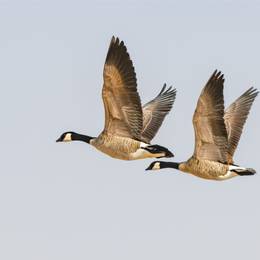 Canadian geese in flight.