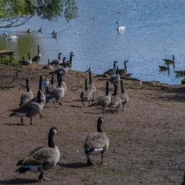 A group of geese and ducks near a lake.