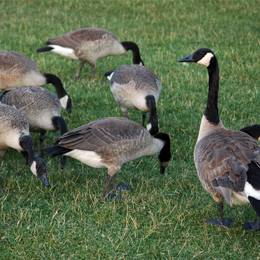 A group of canadian geese standing in the grass.