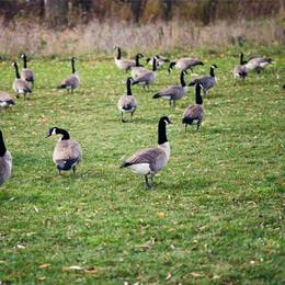 Canada geese walking around