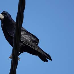Crow Bird Species