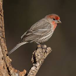 Finch Bird Species