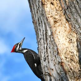 Woodpecker Bird Species