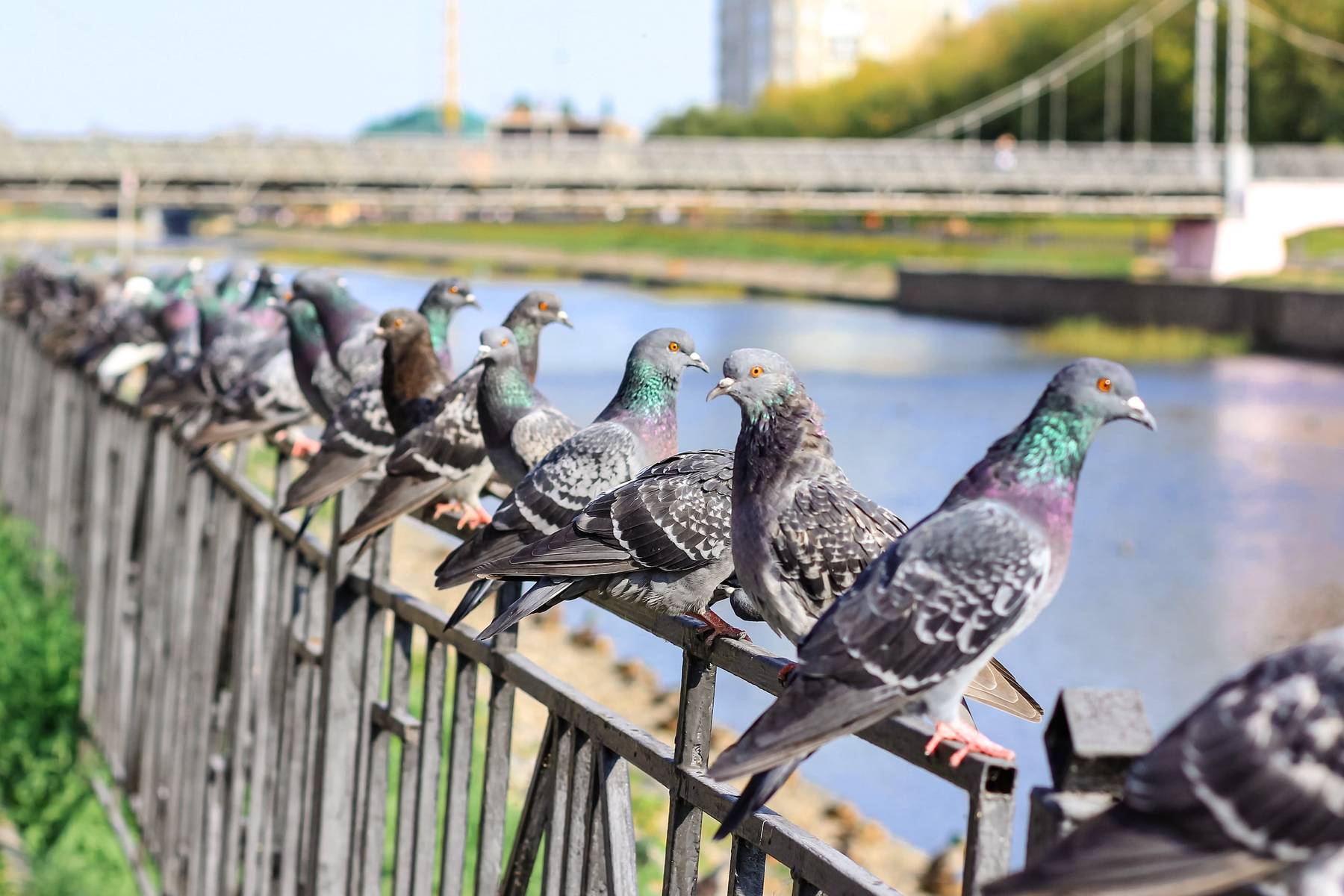nuisance birds sitting on railing