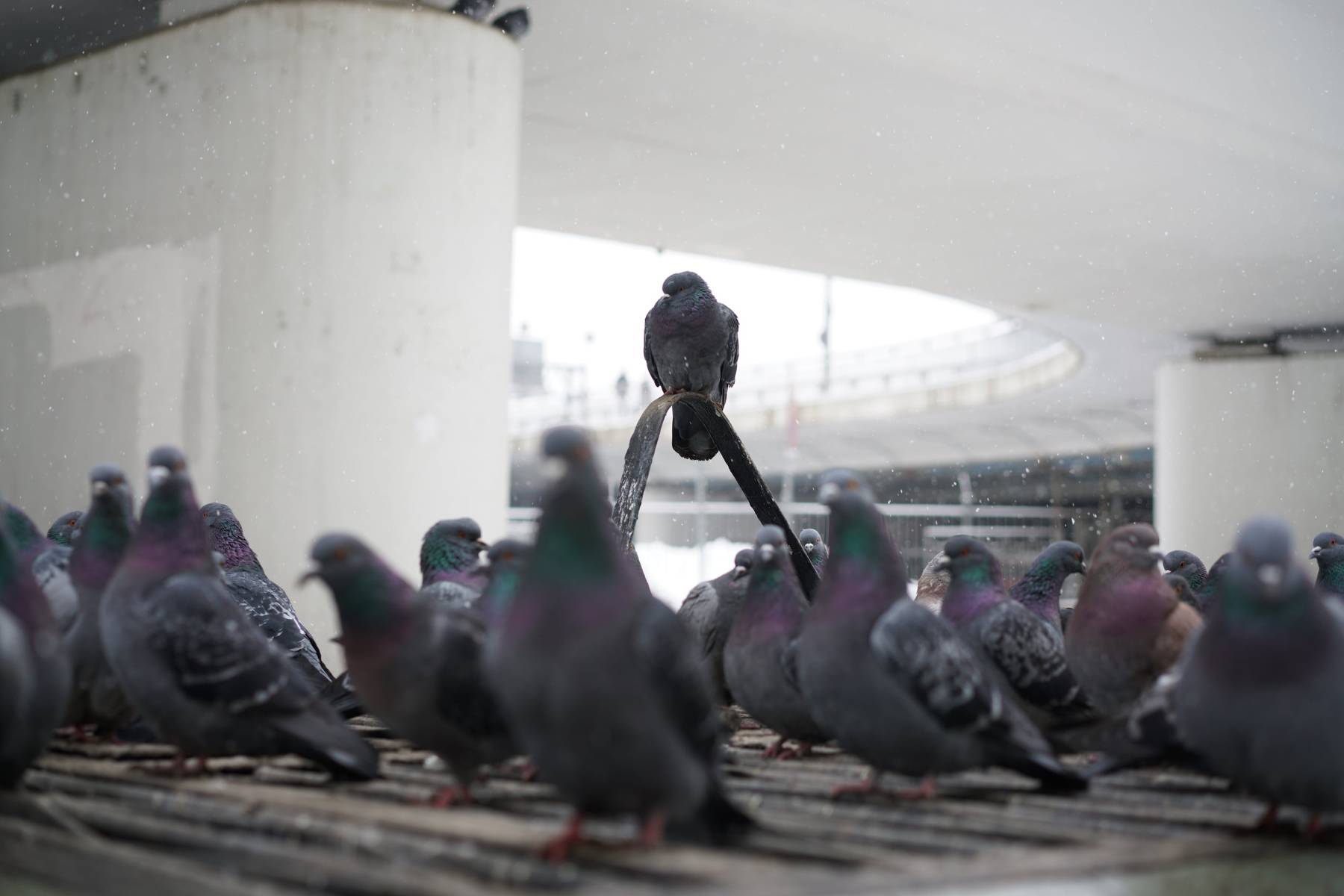 Pigeons standing around