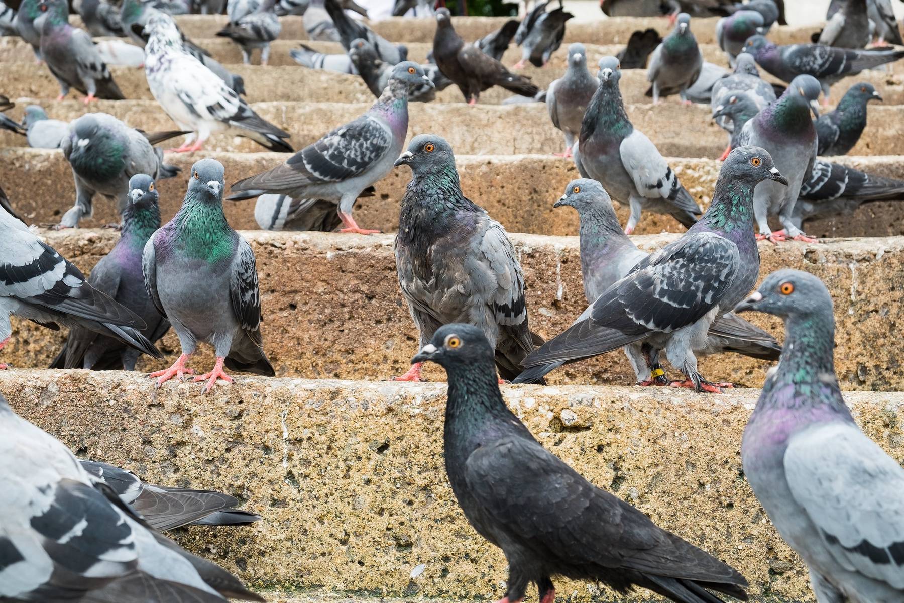 bird repellent for flocks of pigeons-gel