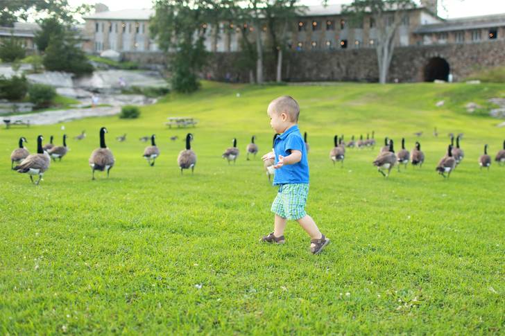 A young boy walking through a field of geese.