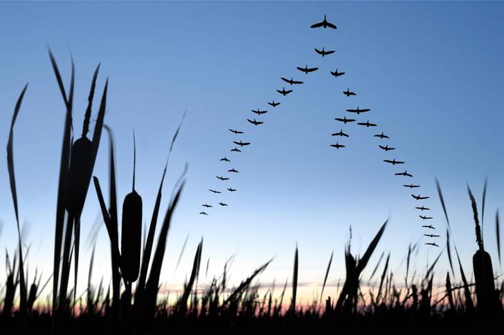 A flock of birds flying over reeds at dusk.