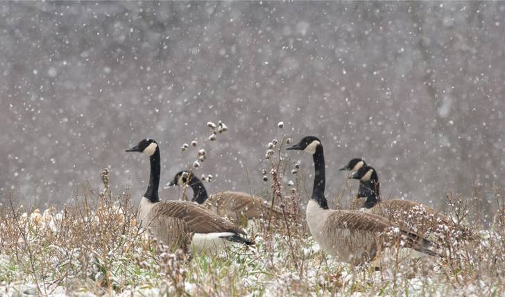 Canadian geese in the snow.