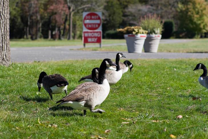 A group of geese walking in the grass.
