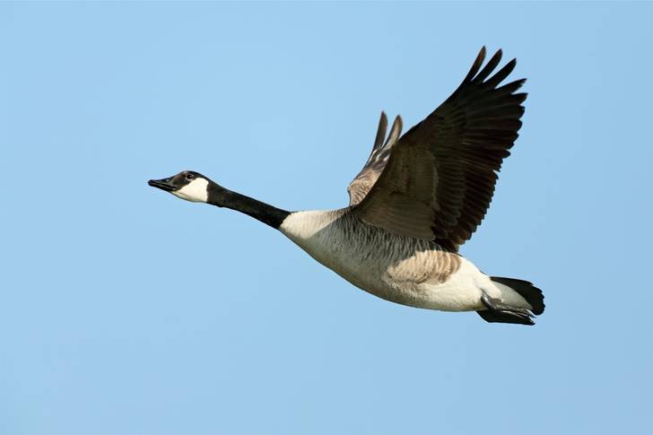 A canadian goose flying in the sky.