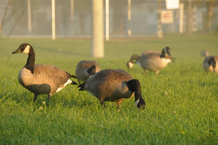 A group of geese grazing on grass.
