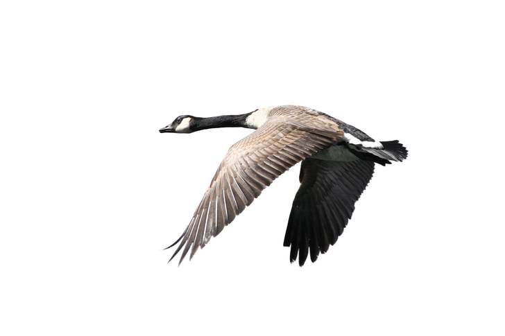 Canadian geese flying over a white background.