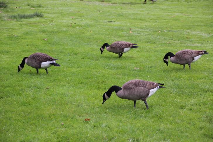 A group of canadian geese grazing in a grassy field.