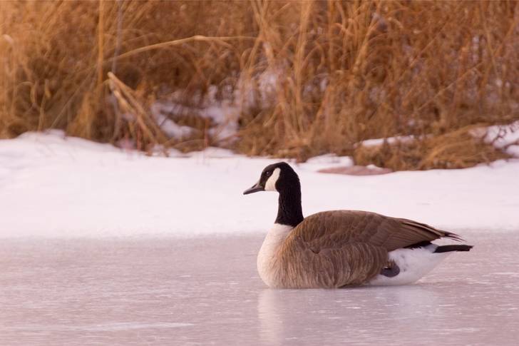 Canadian geese on ice.