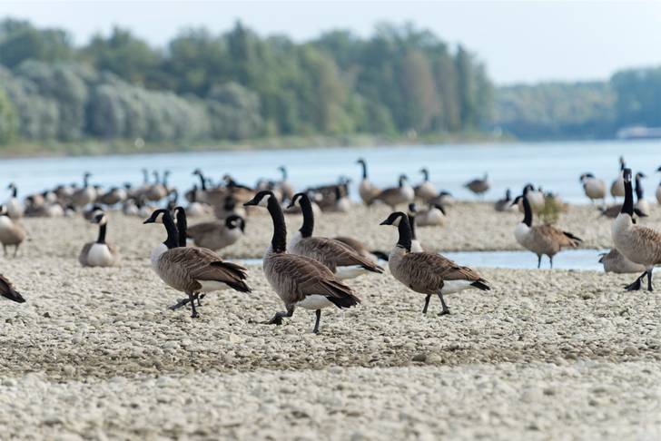 A group of geese walking on the shore of a lake.