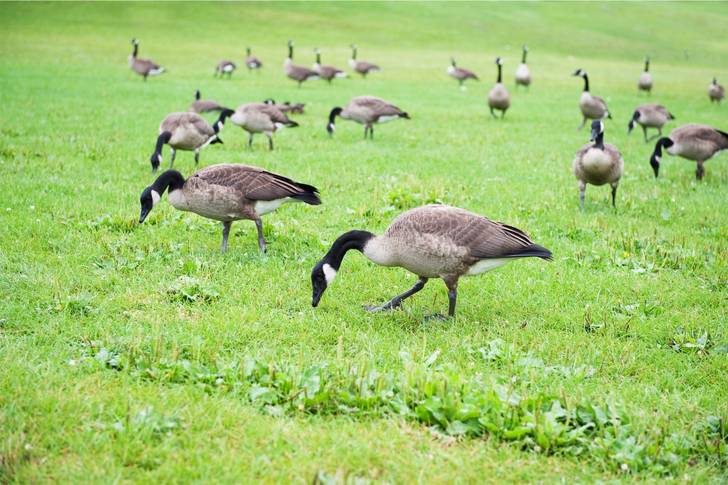 Canadian geese grazing in a grassy field.