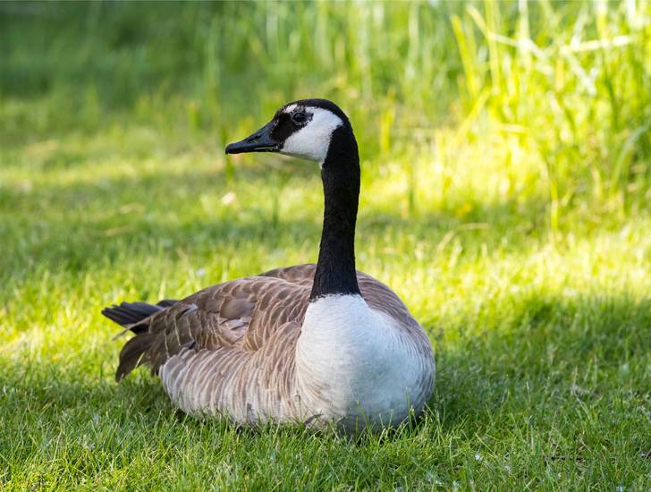 Canadian geese sitting on the grass.