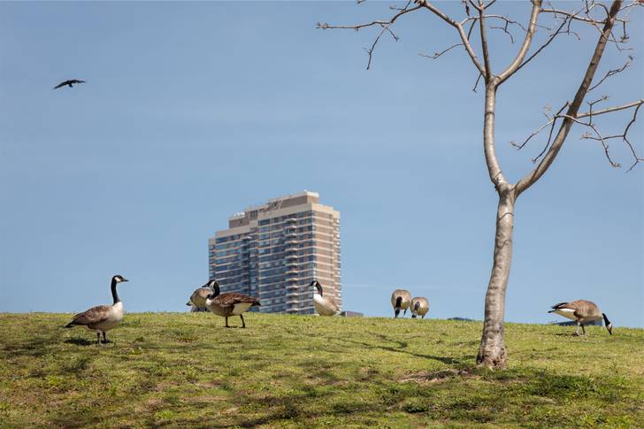 A group of geese on a grassy hill.