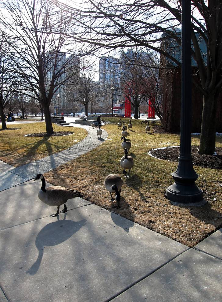 A group of geese walking down a sidewalk.