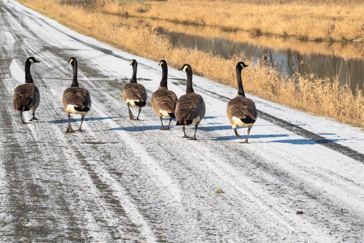 A group of canadian geese walking down a snow covered road.
