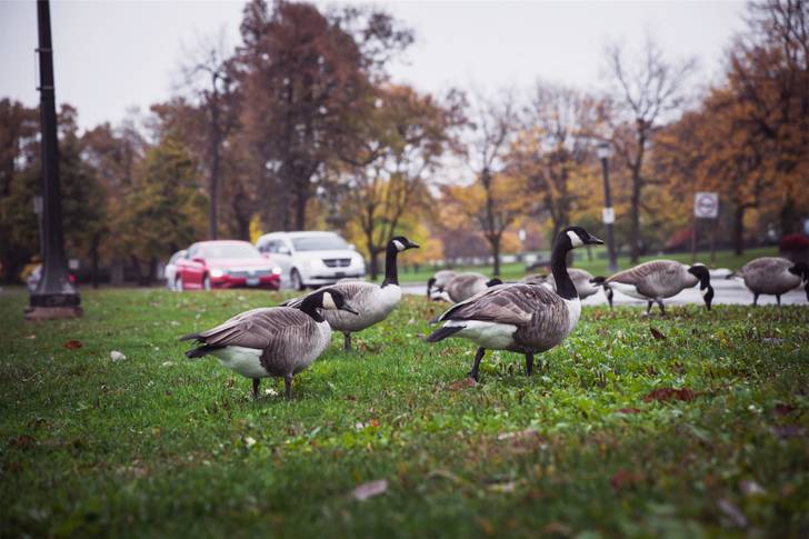 A group of geese walking in the grass.