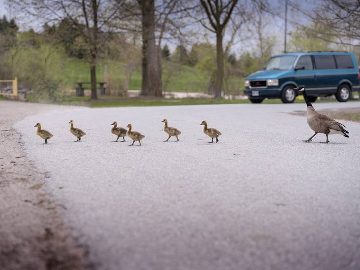 A group of geese crossing a road.