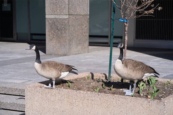 Two geese standing in a concrete planter.