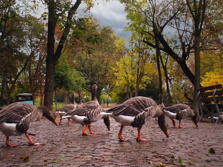 A group of geese walking in a park.