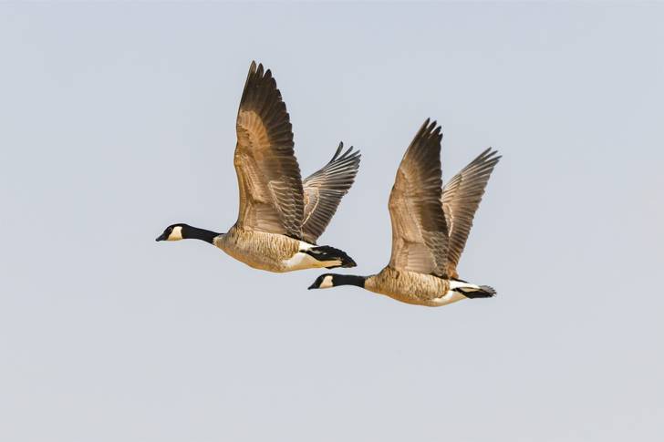 Canadian geese in flight.