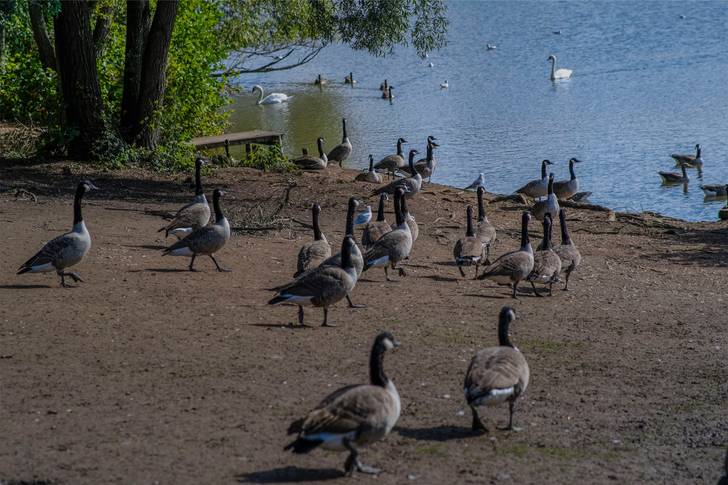A group of geese standing near a body of water.