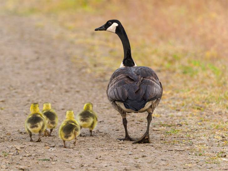 A canadian goose walking with her chicks.