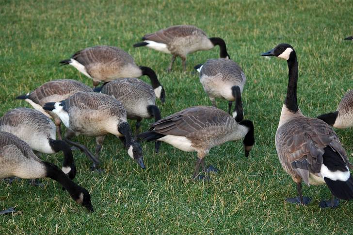 A group of canadian geese in a grassy field.