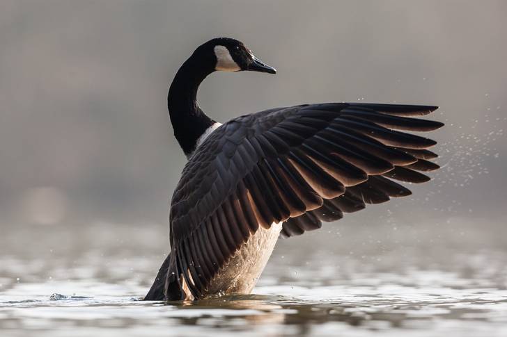 A canadian geese spreads its wings in the water.
